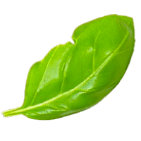leaf 1